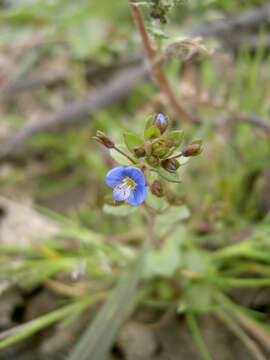 Image of Veronica acinifolia L.