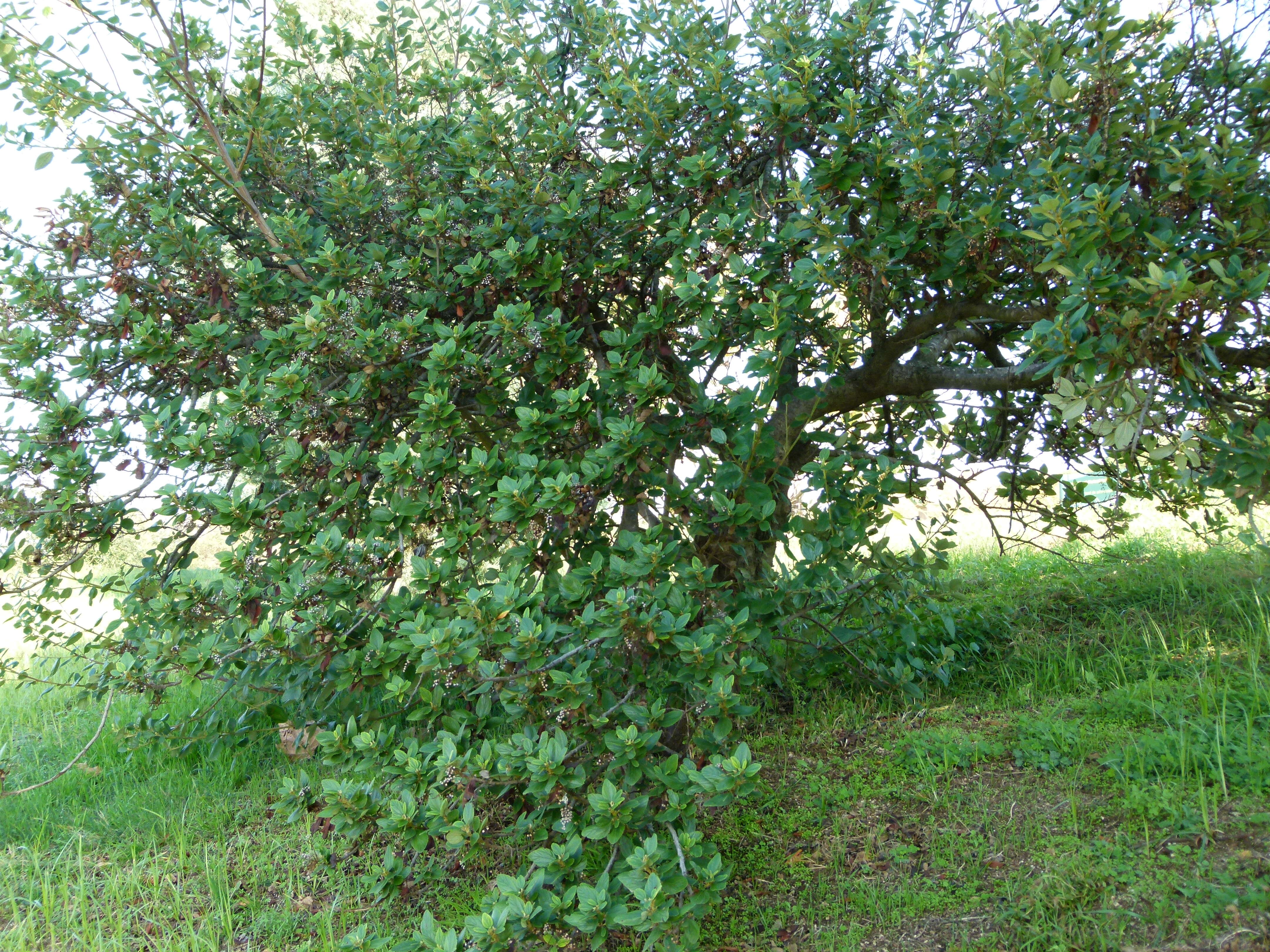 Image of feltleaf ceanothus