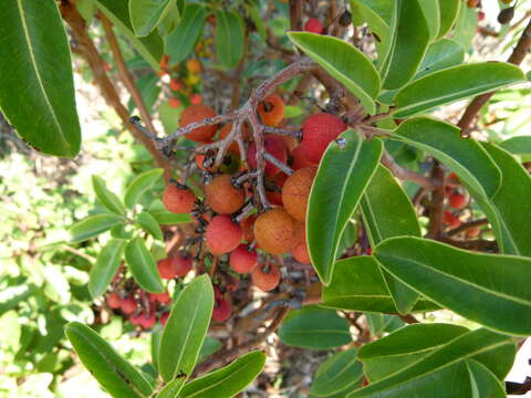 Image de Arbutus andrachne L.