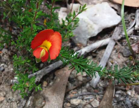 Image of Dwarf Wedge-pea