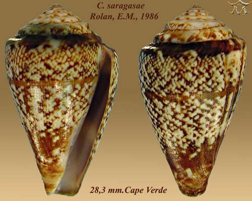 Image of Conus saragasae Rolán 1986