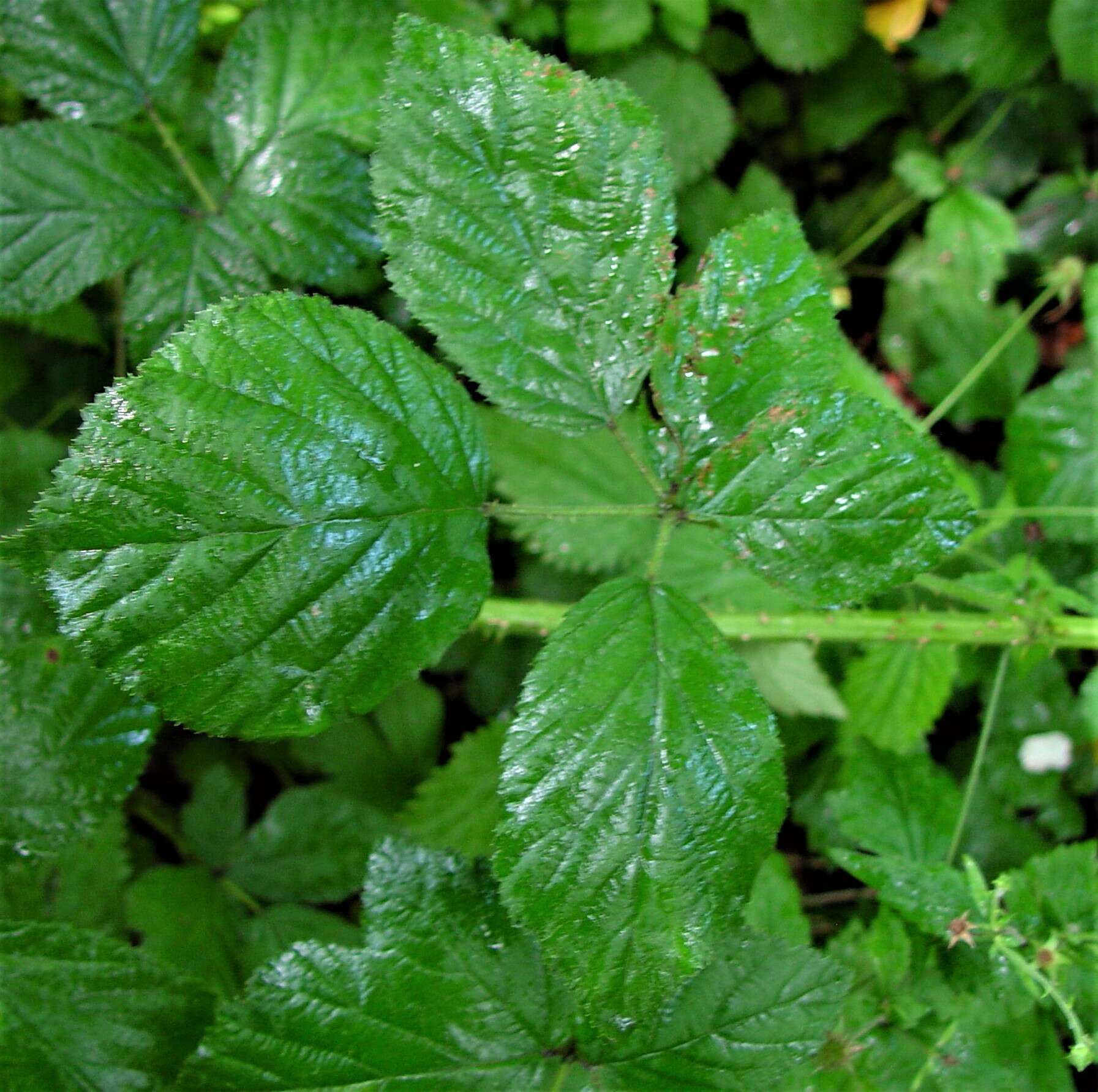 Sivun Rubus bartonii Newton kuva