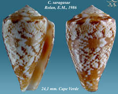 Image of Conus saragasae Rolán 1986