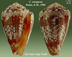 Image of Conus saragasae Rolán 1986