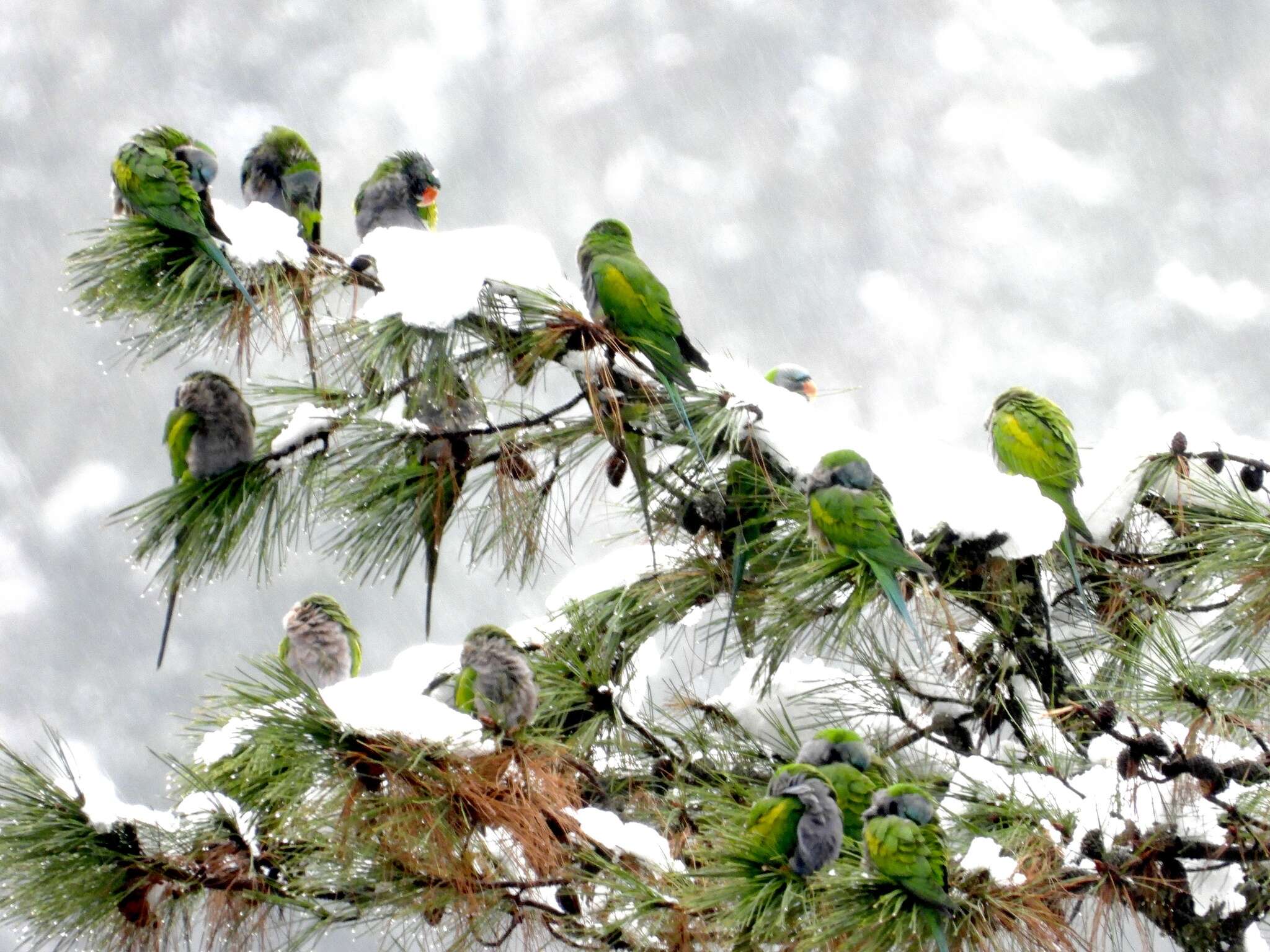 Image of Lord Derby's Parakeet