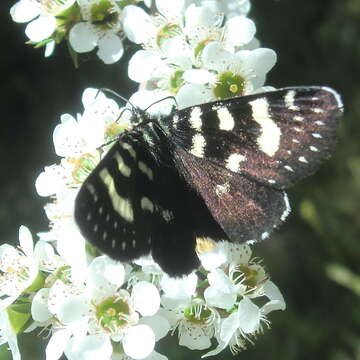 Imagem de Phalaenoides tristifica Hb. 1819