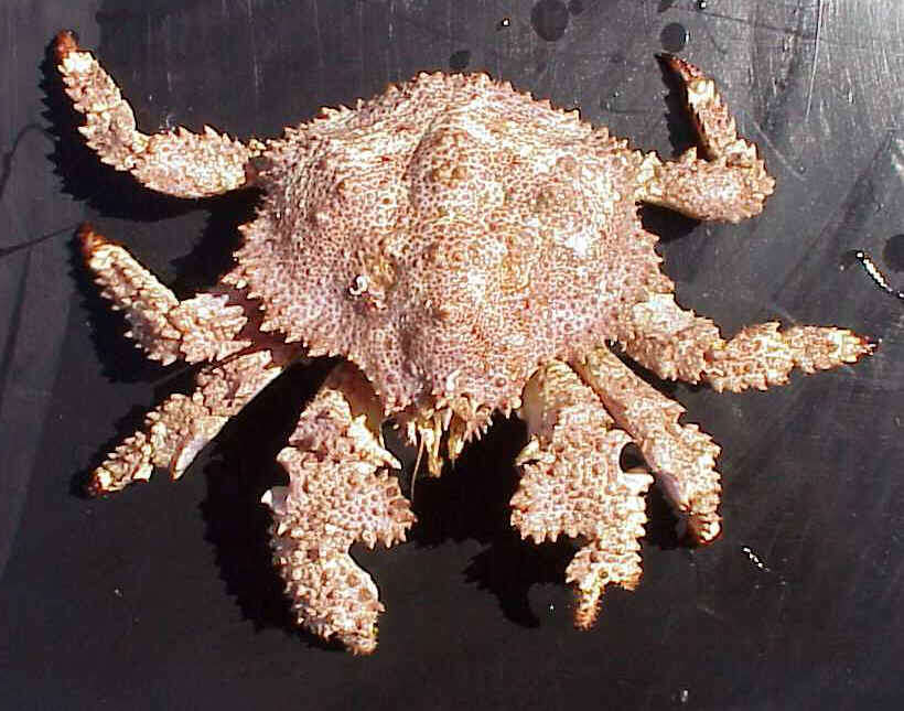 Image of Brown box crab