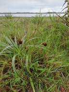 Image of Eryngium sanguisorba Cham. & Schltdl.