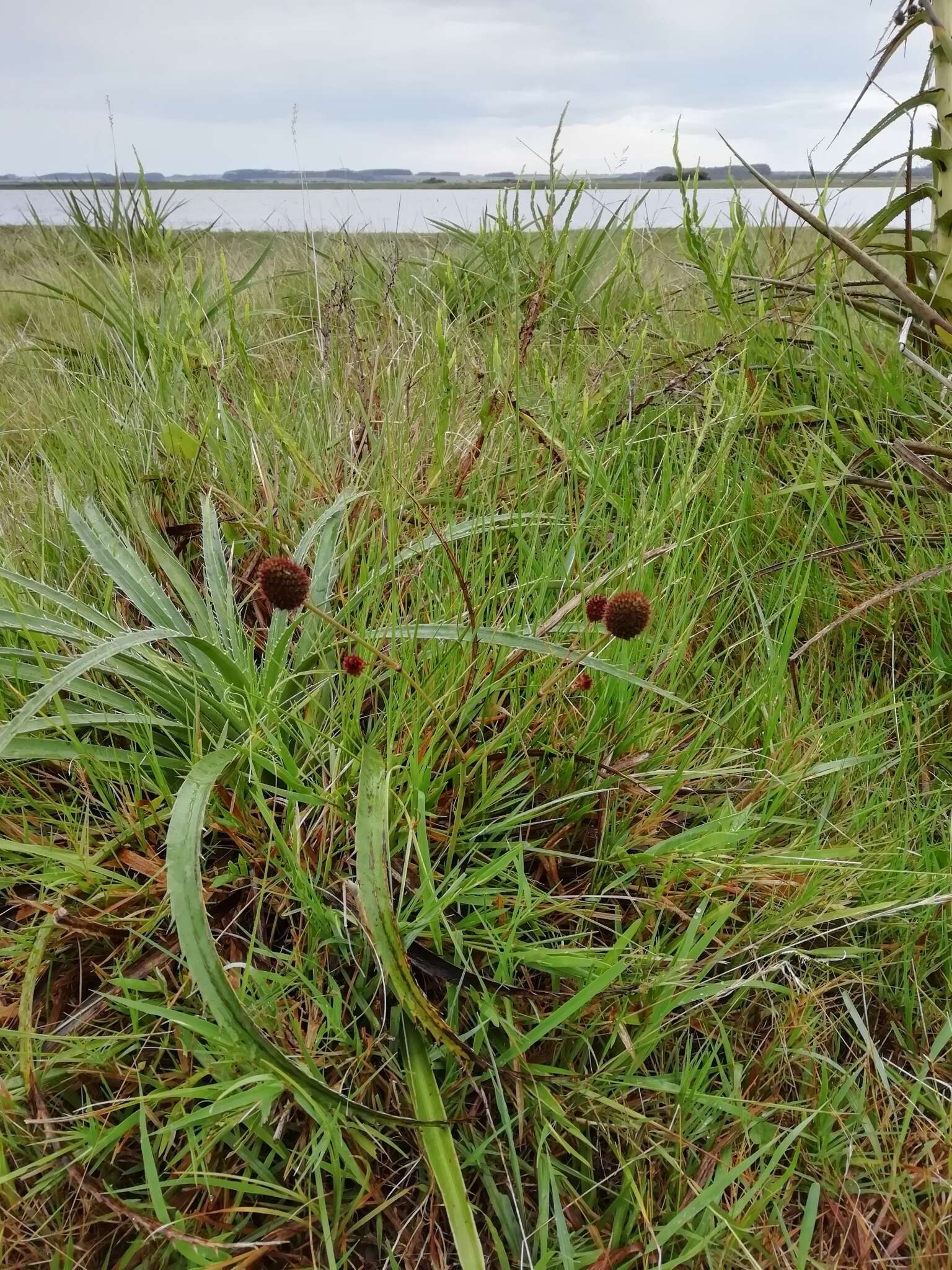 Image of Eryngium sanguisorba Cham. & Schltdl.