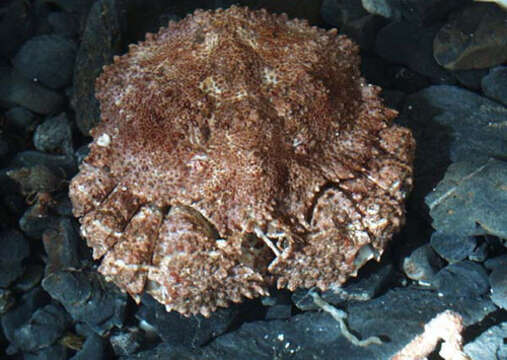 Image of Brown box crab
