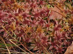 Imagem de Sphagnum angustifolium C. E. O. Jensen 1896