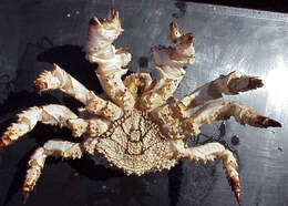 Image of Brown box crab