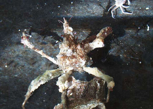 Image of graceful decorator crab