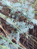 Image of hillside milkvetch