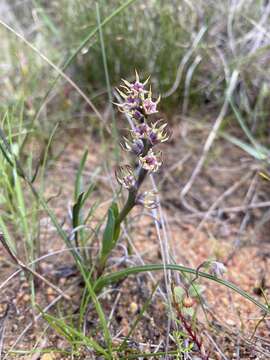 Wurmbea monopetala (L. fil.) B. Nord.的圖片