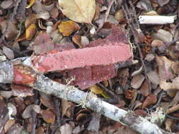 Image of Australovuilleminia coccinea Ghob.-Nejh. & Hallenb. 2010