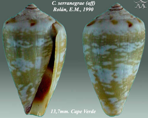 Image of Conus serranegrae