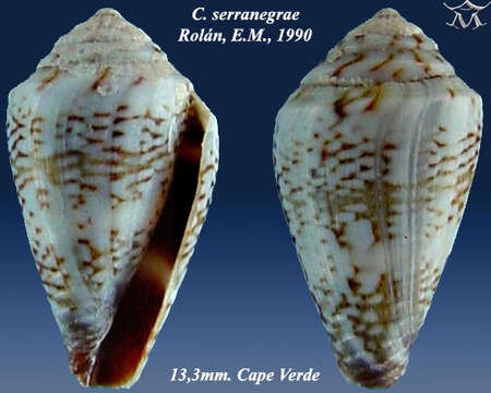 Image of Conus serranegrae