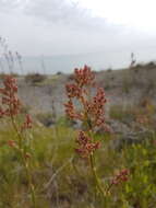 Image of Rumex tuberosus L.