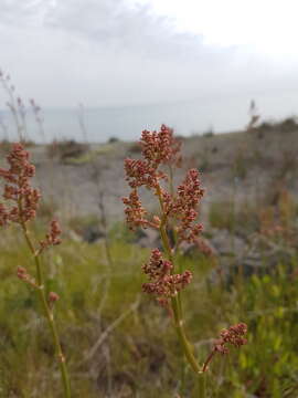 Image of Rumex tuberosus L.