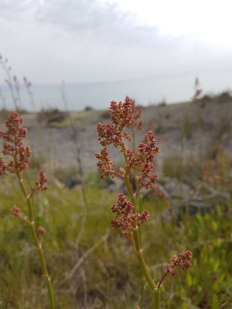 Image of Rumex tuberosus L.