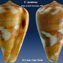 Image of Conus teodorae