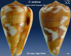 Image of Conus teodorae