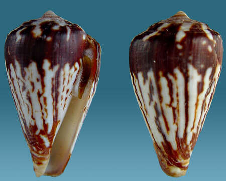 Image de Conus verdensis Trovão 1979