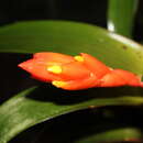 Image of Guzmania melinonis Regel