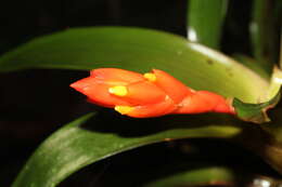 Image of Guzmania melinonis Regel