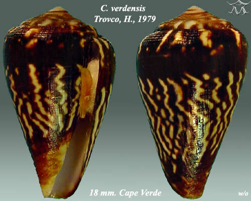 Image de Conus verdensis Trovão 1979