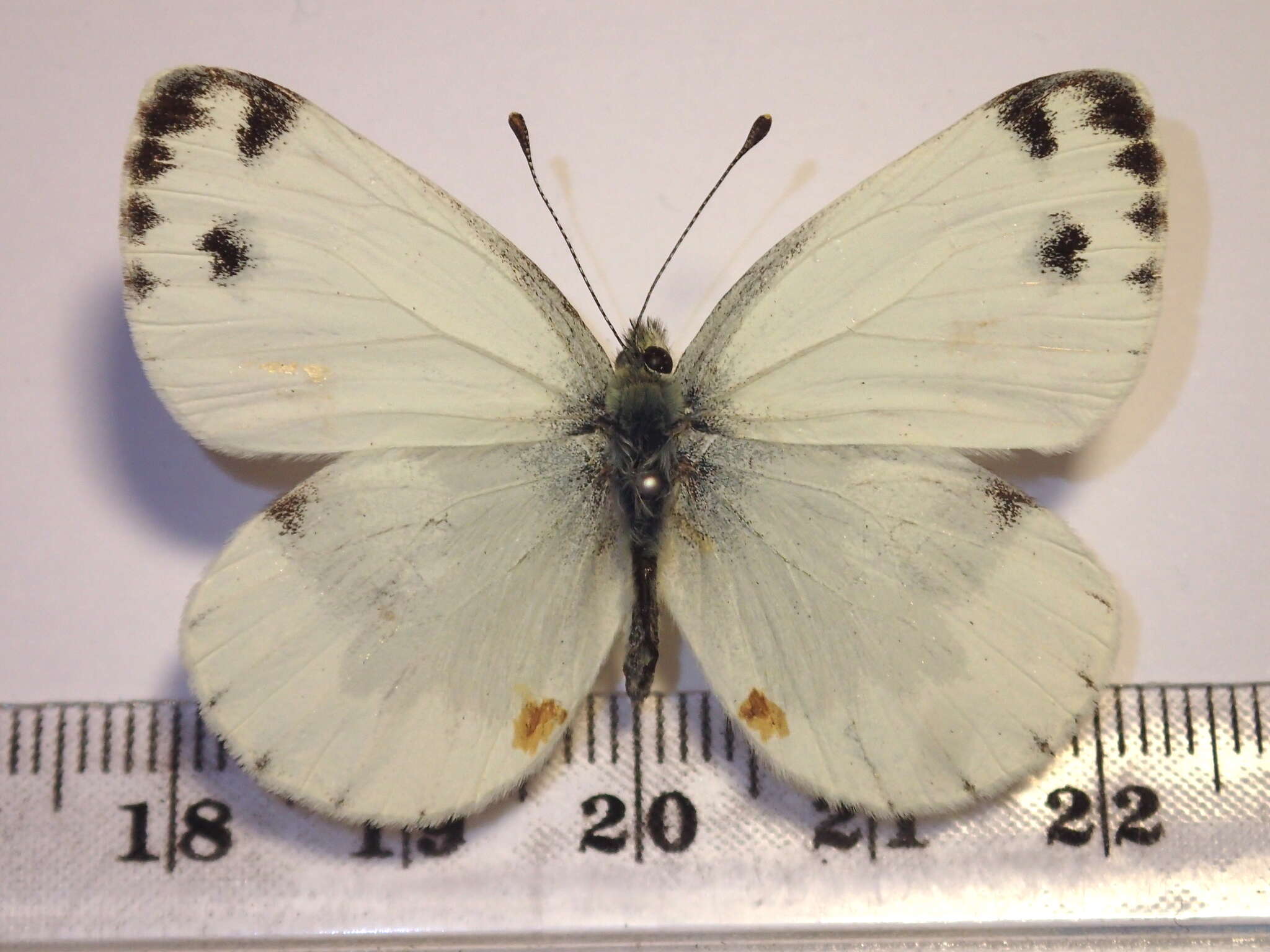 Image of Pieris krueperi Staudinger 1860