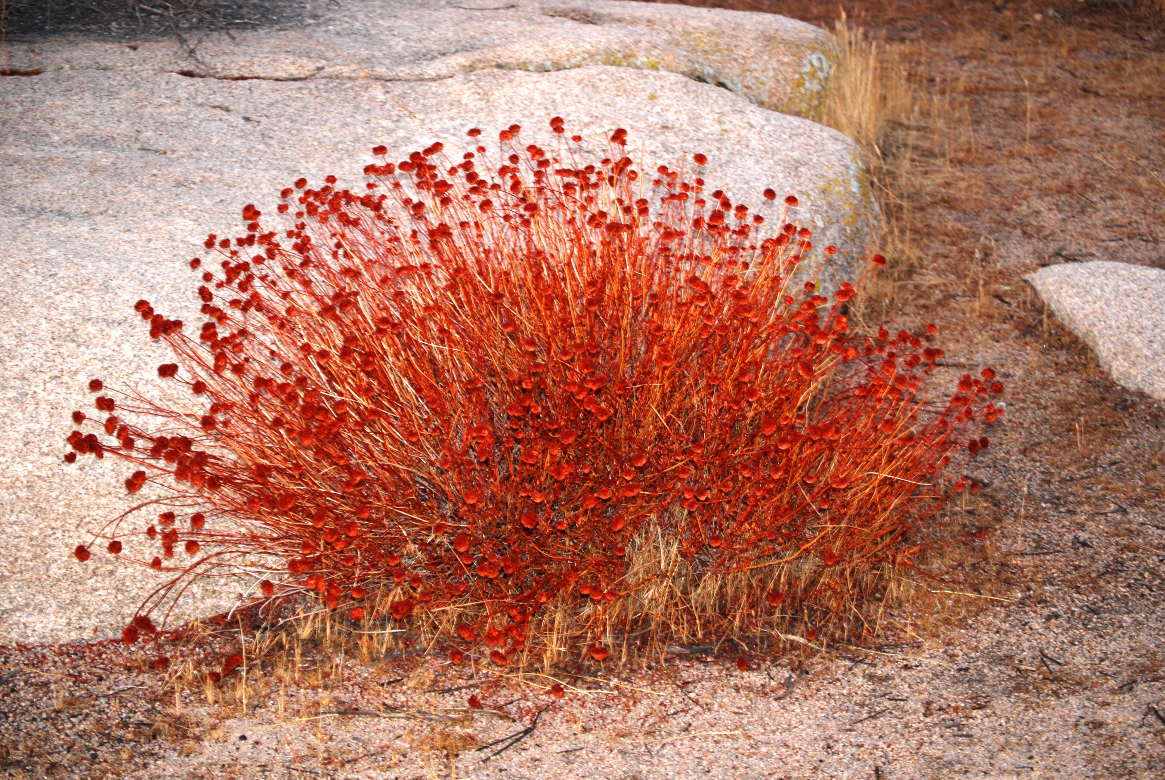 Imagem de Eriogonum fasciculatum Benth.