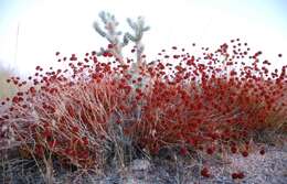 Image de Cylindropuntia bigelovii (Engelm.) F. M. Knuth