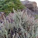 صورة Atriplex julacea S. Wats.