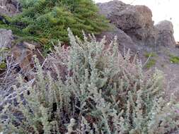 Image of Atriplex julacea S. Wats.