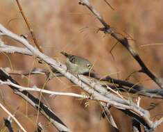 Image of goldcrests and kinglets