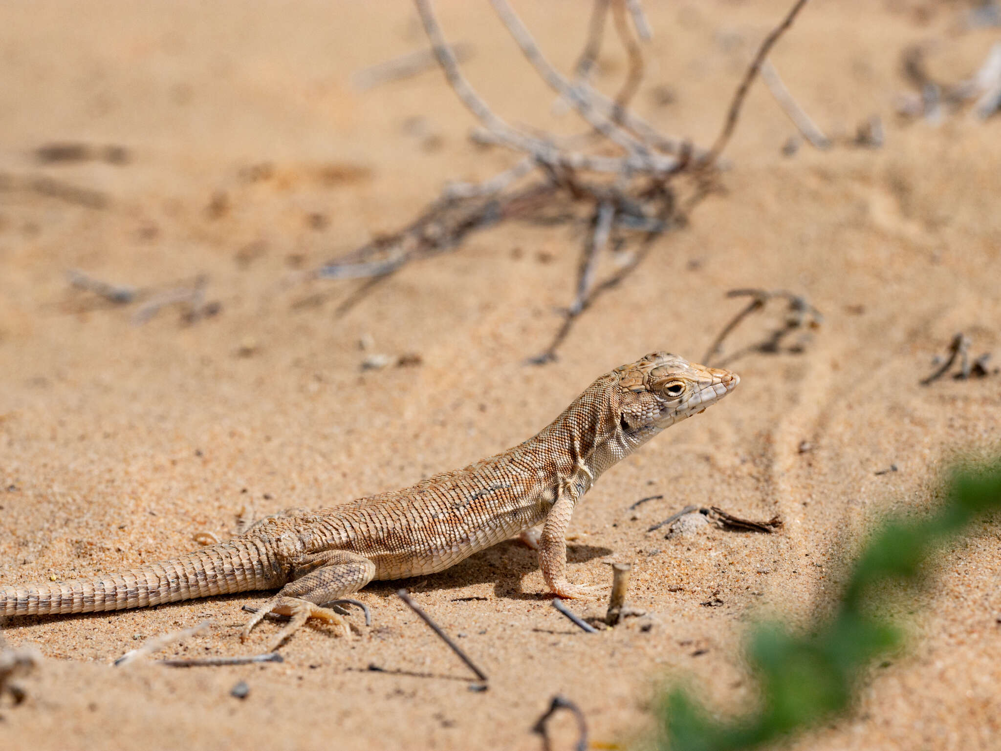 Image of Schmidt's Fringe-toed Lizard