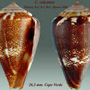 صورة Conus vulcanus Tenorio & Afonso 2004