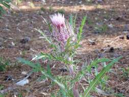 Image of yellow thistle