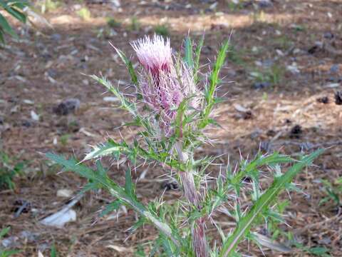 Image of yellow thistle