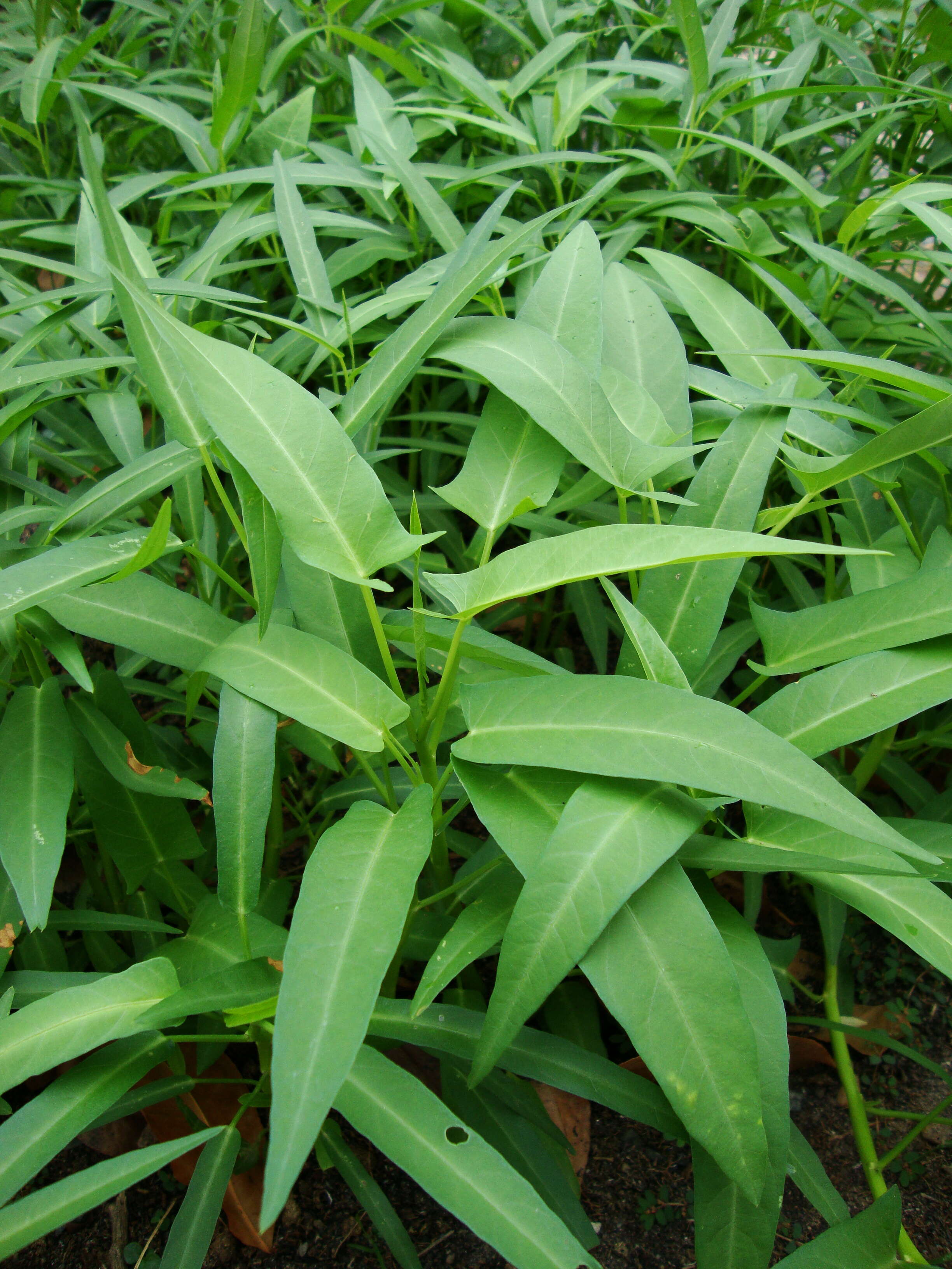 Image of kangkung