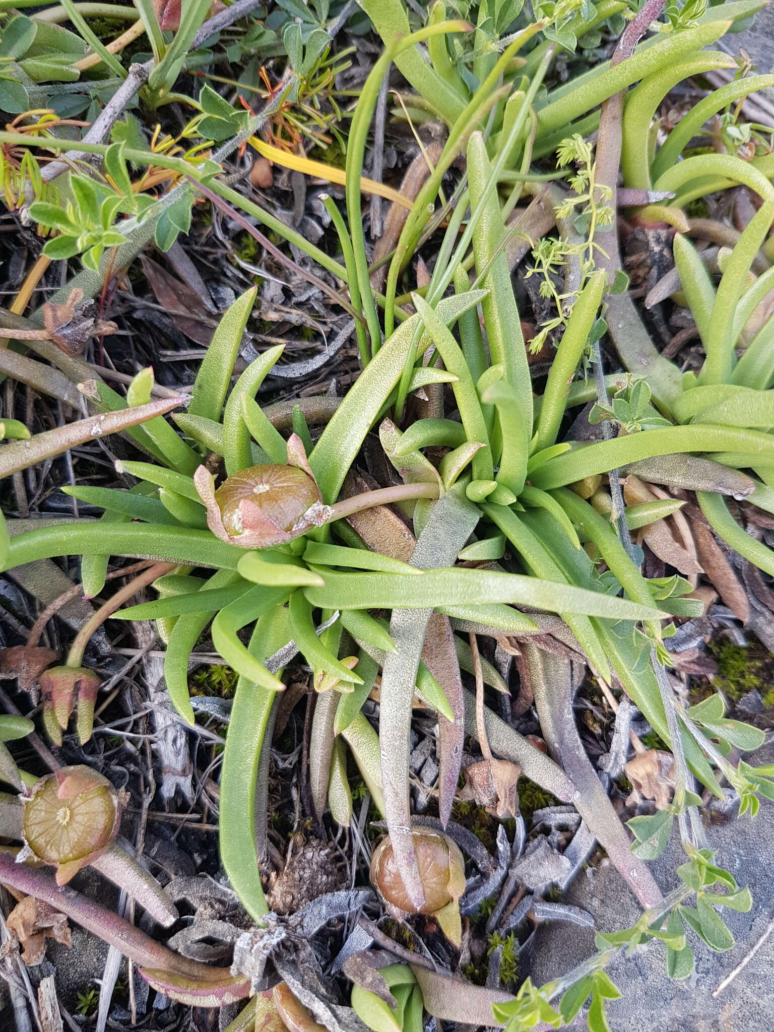 Image of Cephalophyllum parviflorum L. Bol.