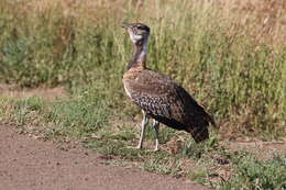 Image of Ludwig's Bustard