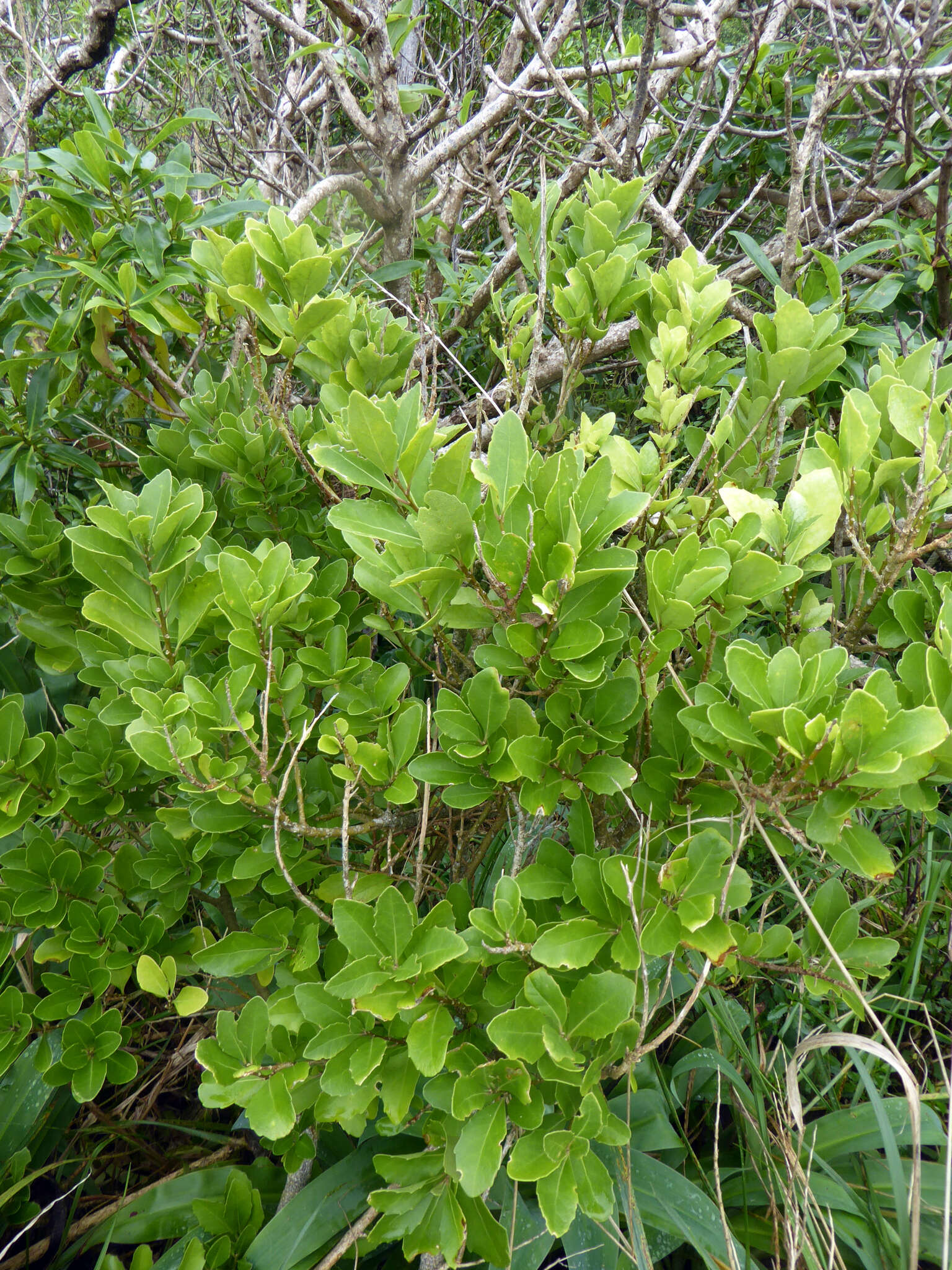 Image of Melicytus novae-zelandiae subsp. novae-zelandiae