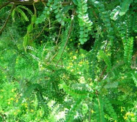 Image of Sophora cassioides (Phil.) Sparre