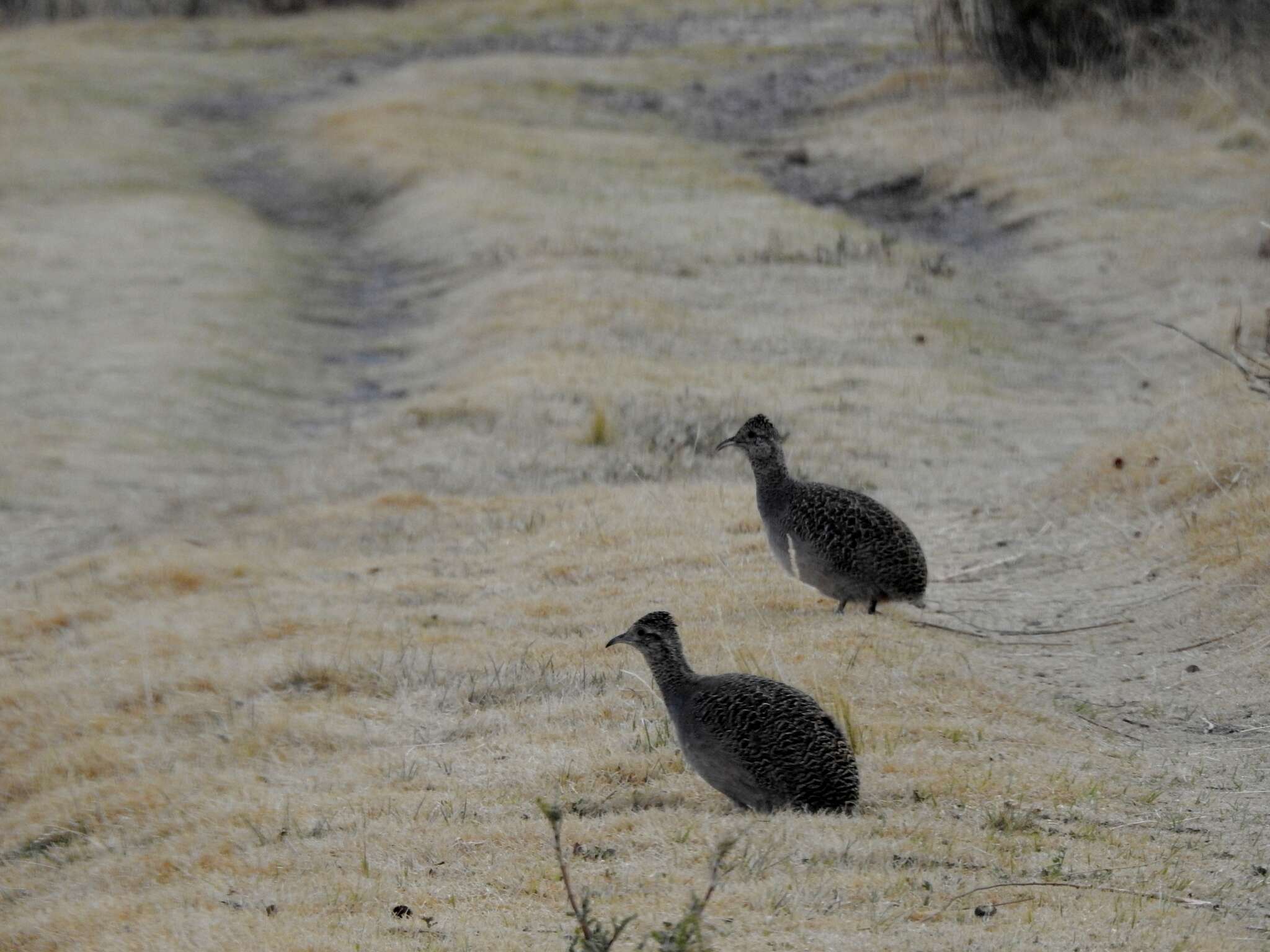 Image of Ornate Tinamou