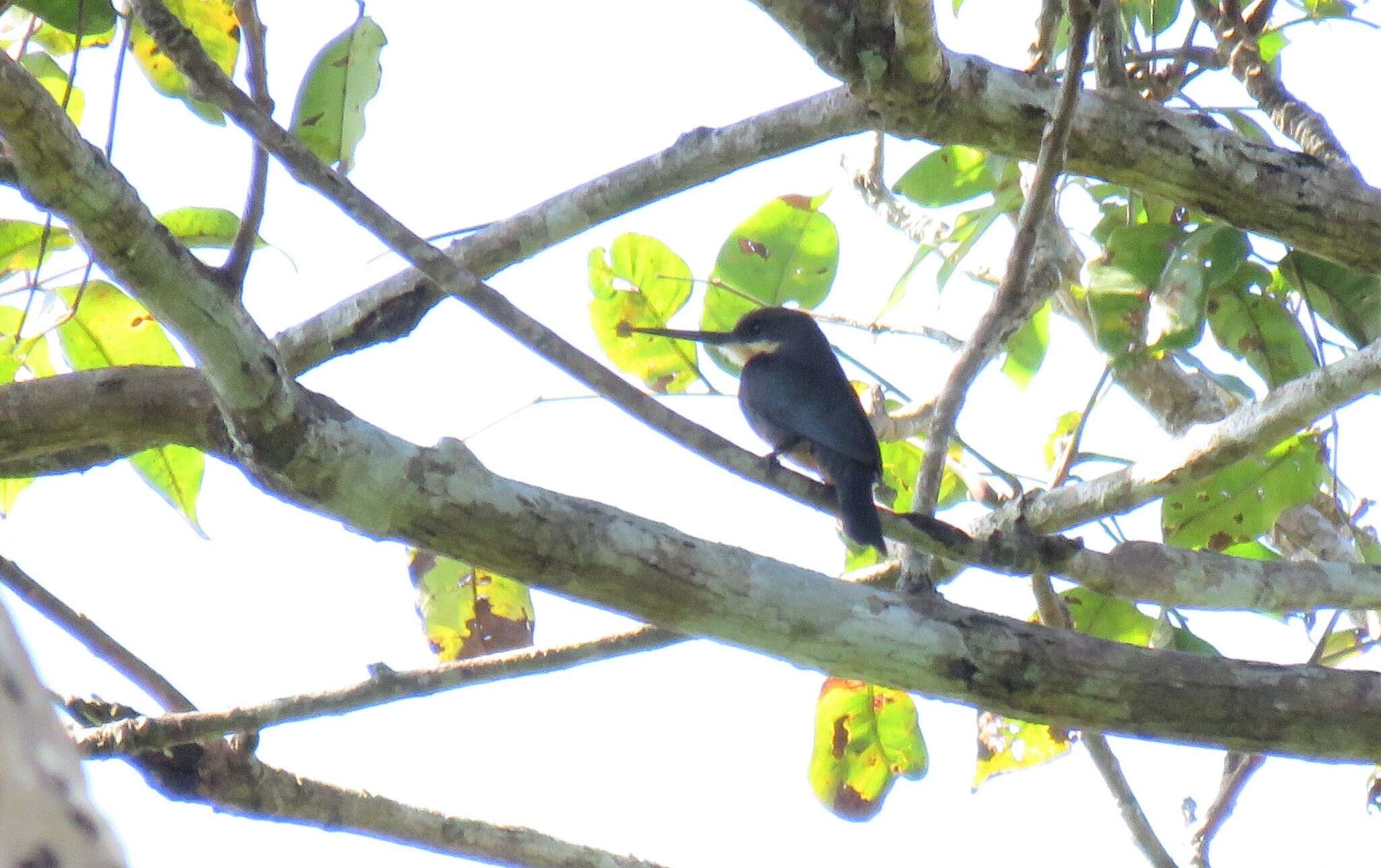 Image of Dusky-backed Jacamar