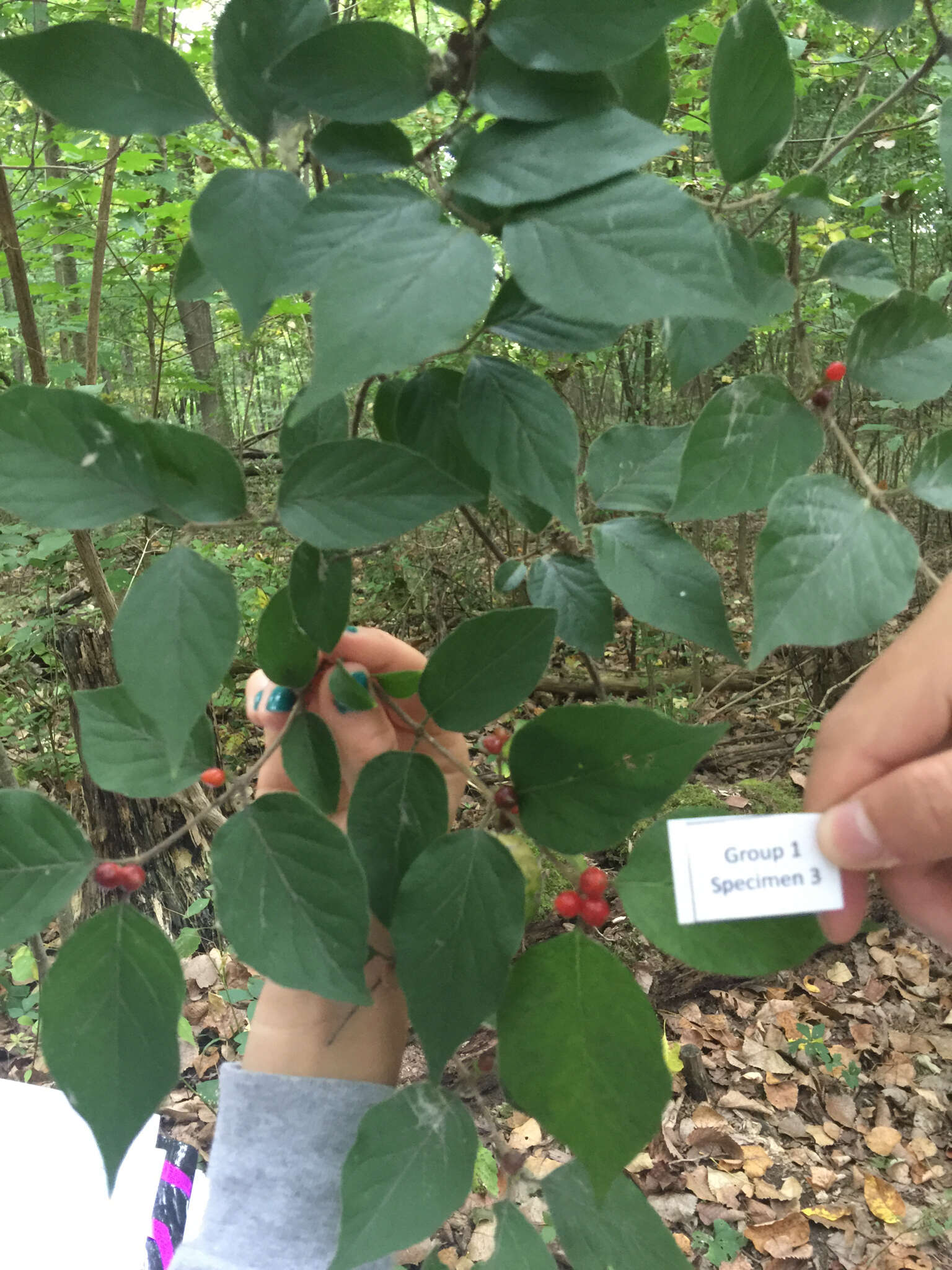 Imagem de Lonicera maackii (Rupr.) Maxim.