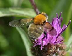 Sericomyia superbiens (Muller 1776) resmi